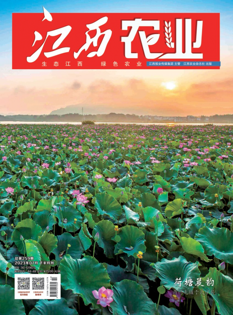第259期
